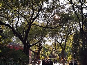 2023 11 PEKIN - PARC BEIHAI (16)